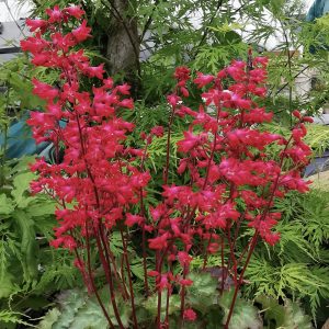 Heuchera 'Princess Nina'