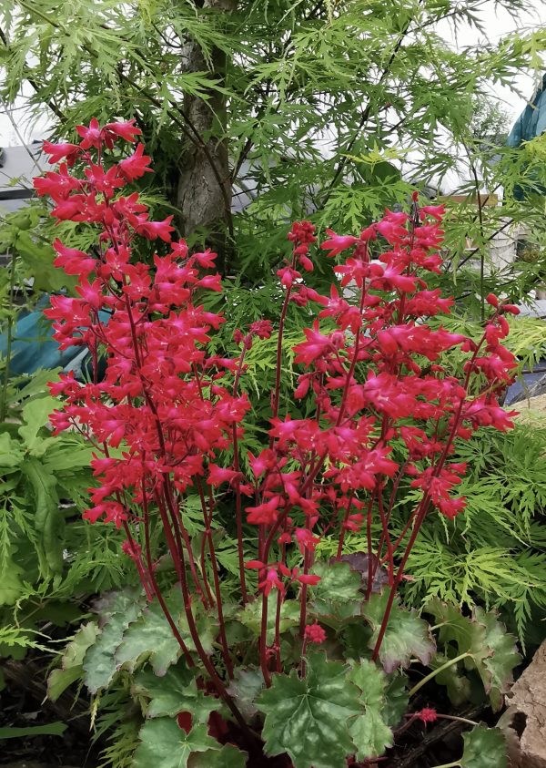Heuchera 'Princess Nina' Heuchera 'Princess Nina'