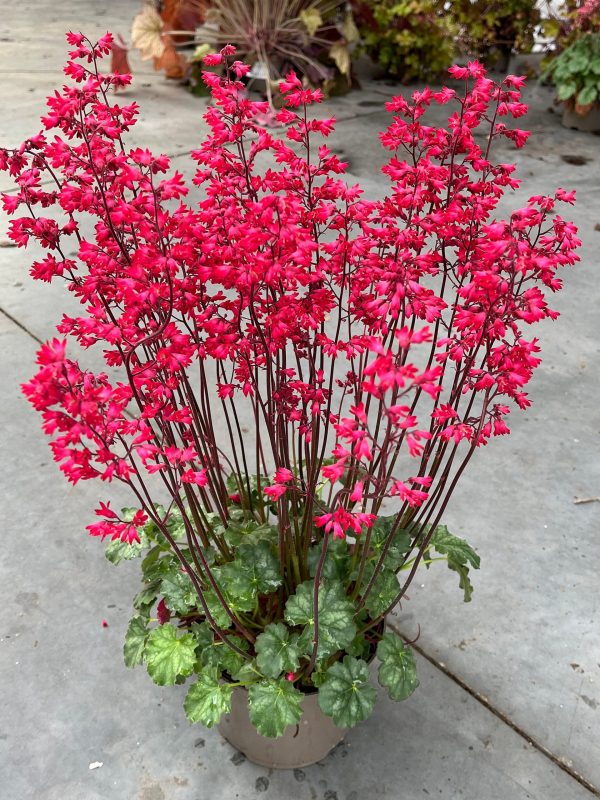 Heuchera 'Princess Nina'2 Heuchera 'Princess Nina'