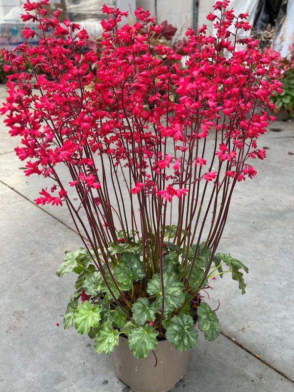 Heuchera 'Princess Nina'3 Heuchera 'Princess Nina'