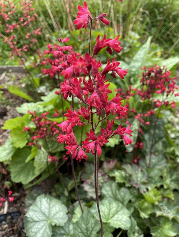 Heuchera 'Princess Nina'4 Heuchera 'Princess Nina'