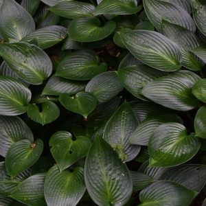 Hosta 'Devon Green'