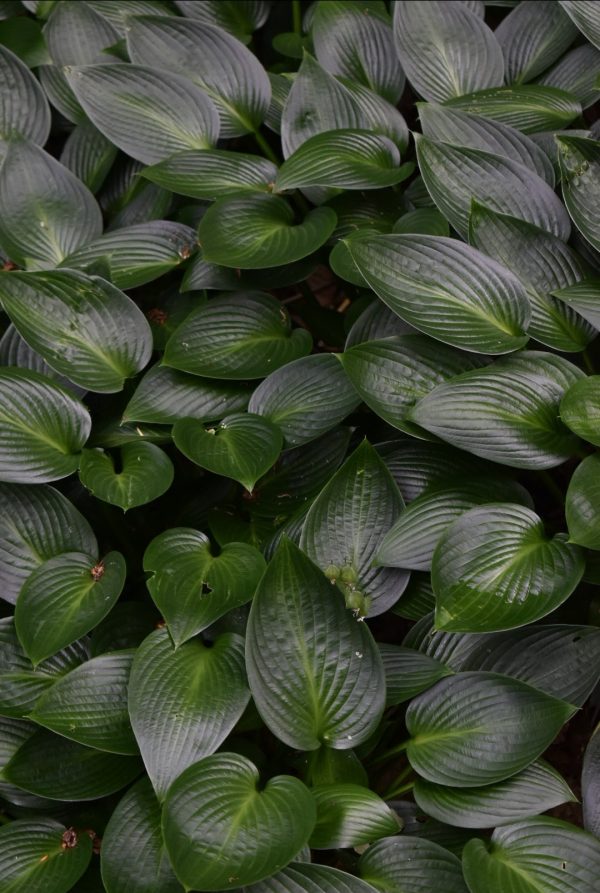 Hosta 'Devon Green'