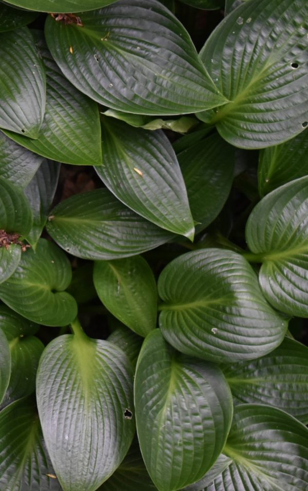 Hosta 'Devon Green'