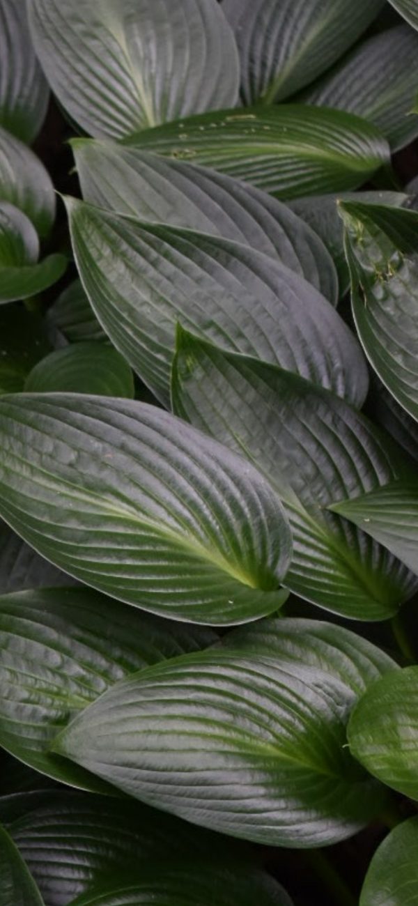 Hosta 'Devon Green'