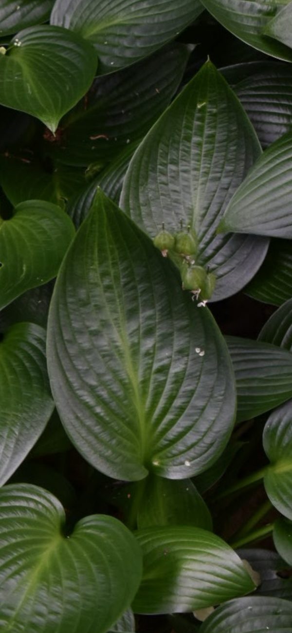 Hosta 'Devon Green'