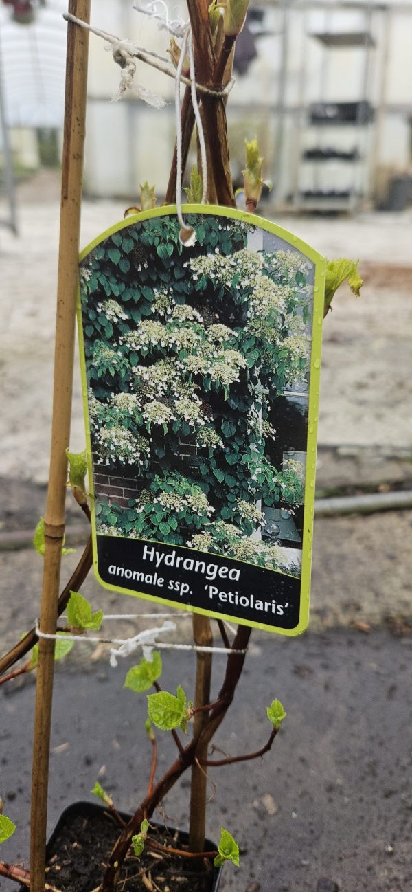 Hydrangea petiolaris