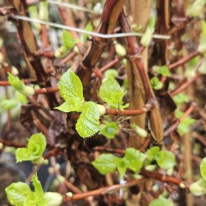Hydrangea petiolaris