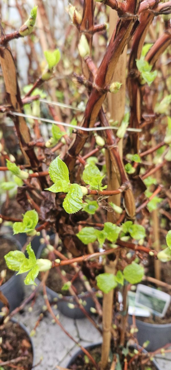 Hydrangea petiolaris