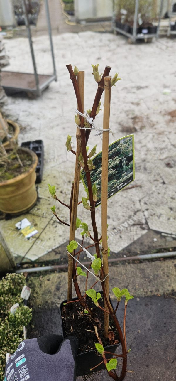 Hydrangea petiolaris