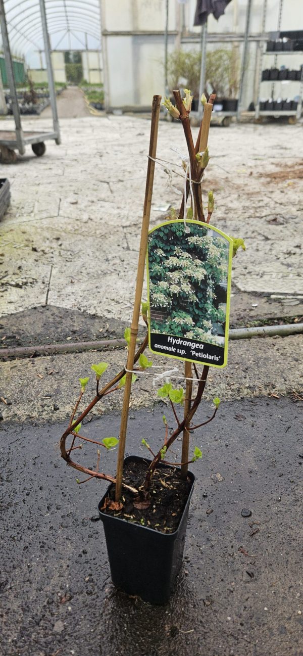 Hydrangea petiolaris
