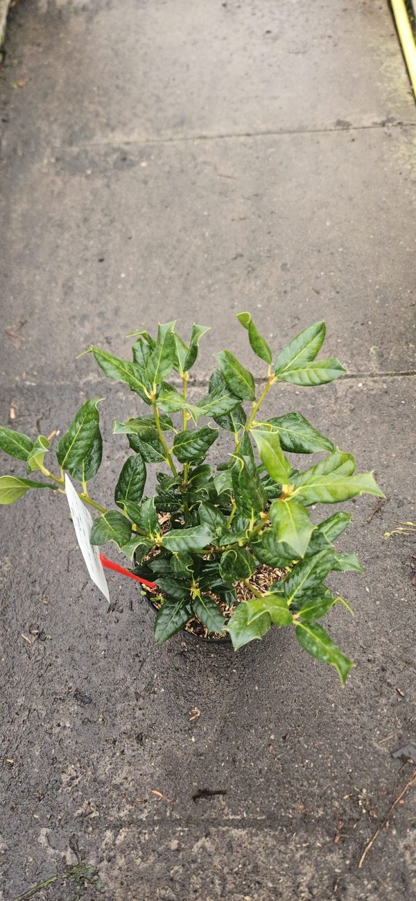 Ilex 'Nellie R. Stevens'
