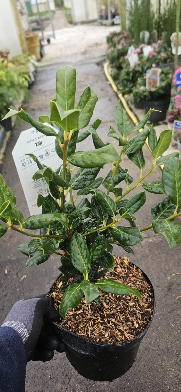 Ilex 'Nellie R. Stevens'