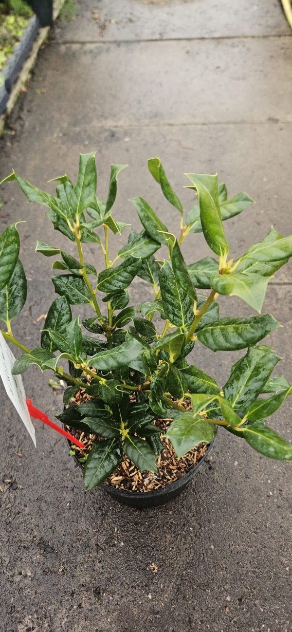 Ilex 'Nellie R. Stevens'