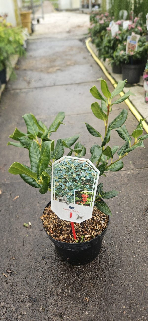 Ilex 'Nellie R. Stevens'