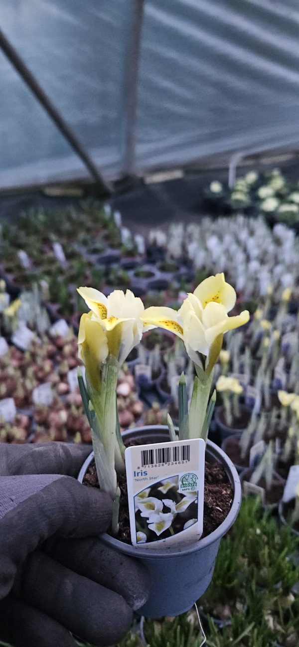 Iris 'North Star'