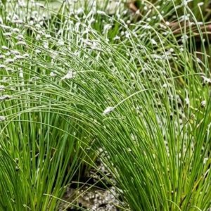 Isolepsis cernua Fiber optic plant