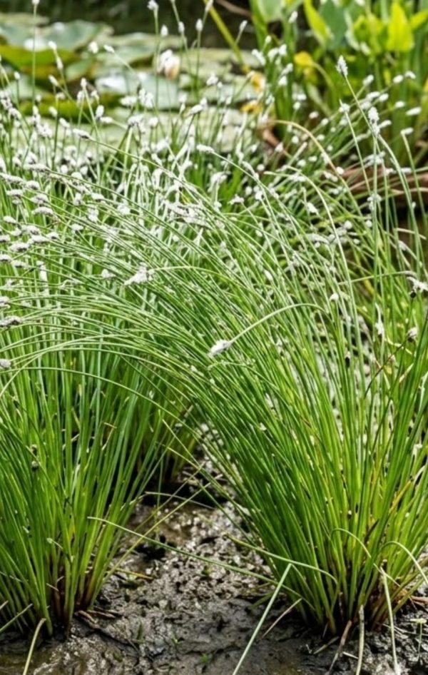 Isolepsis cernua Fiber optic plant