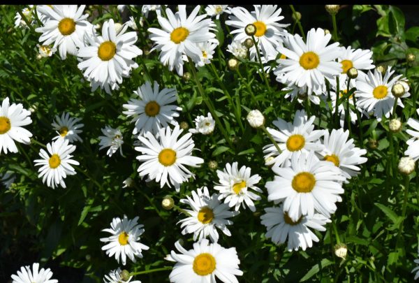 Leucanthemum x superbum 'Brightside'