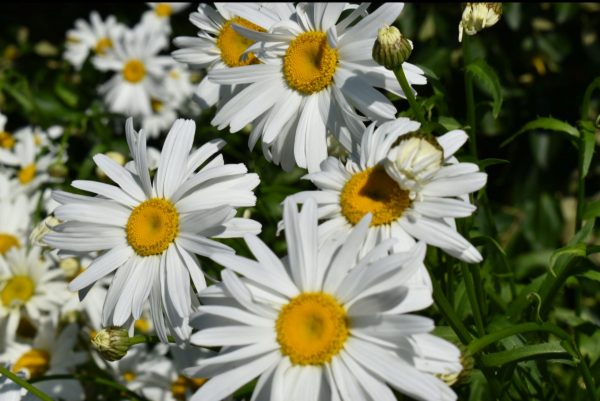 Leucanthemum x superbum 'Brightside'