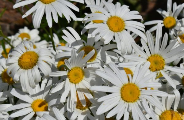 Leucanthemum x superbum 'Brightside'