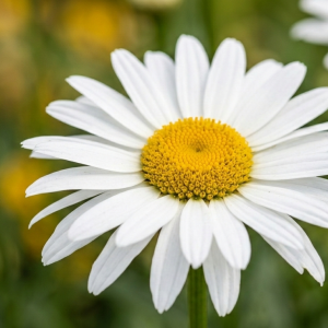 Leucanthemum x superbum 'Silberprinzesschen'