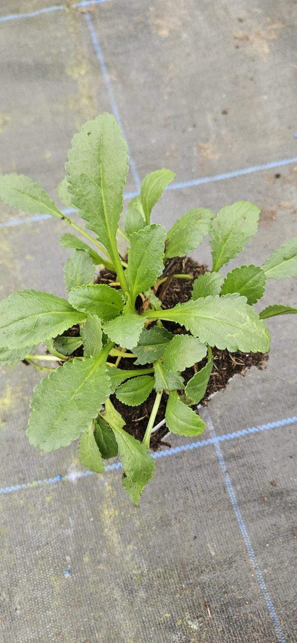 Leucanthemum x superbum 'Silberprinzesschen'