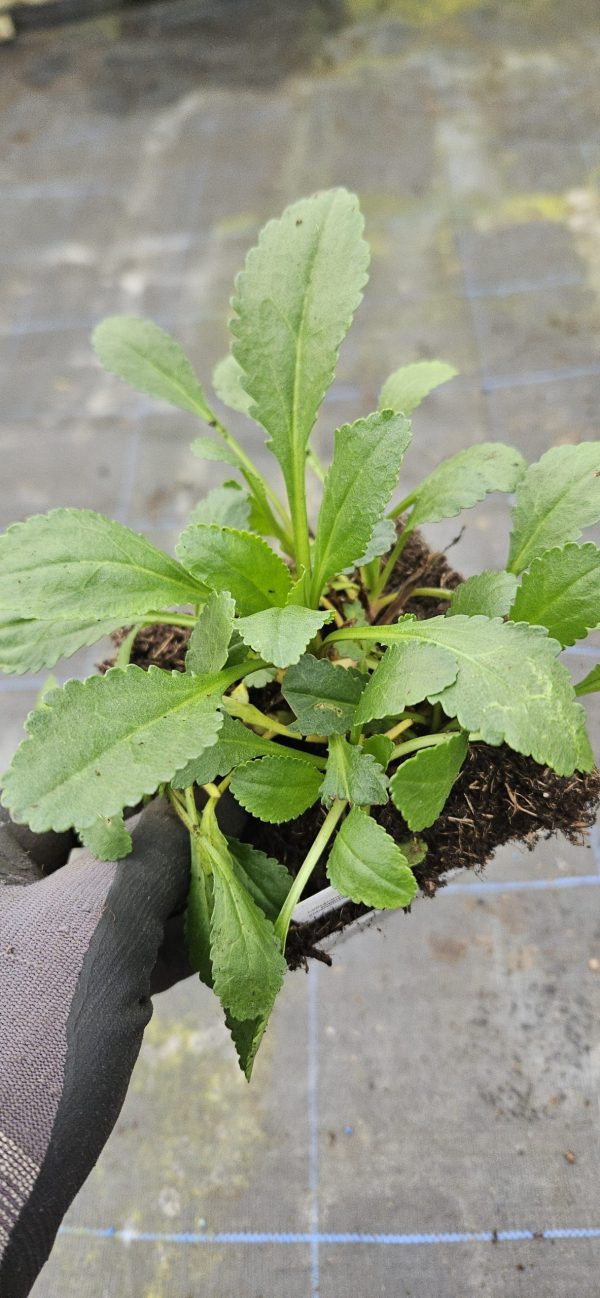 Leucanthemum x superbum 'Silberprinzesschen'