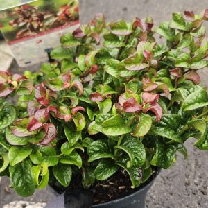 Leucothoe axillaris 'Twisting Red'