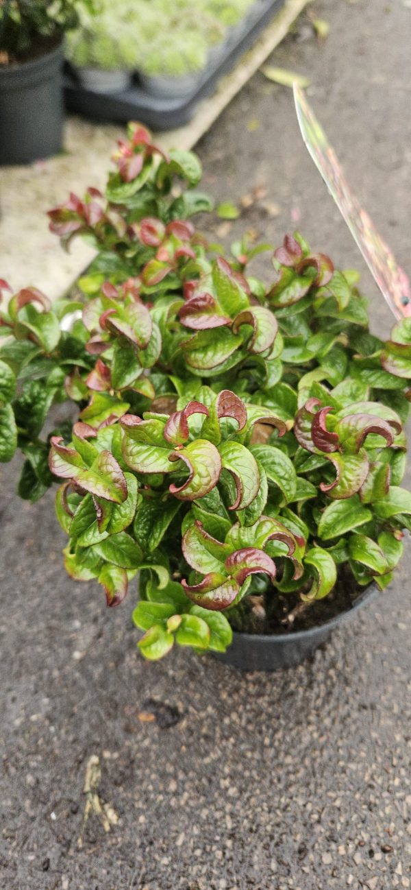 Leucothoe axillaris 'Twisting Red'