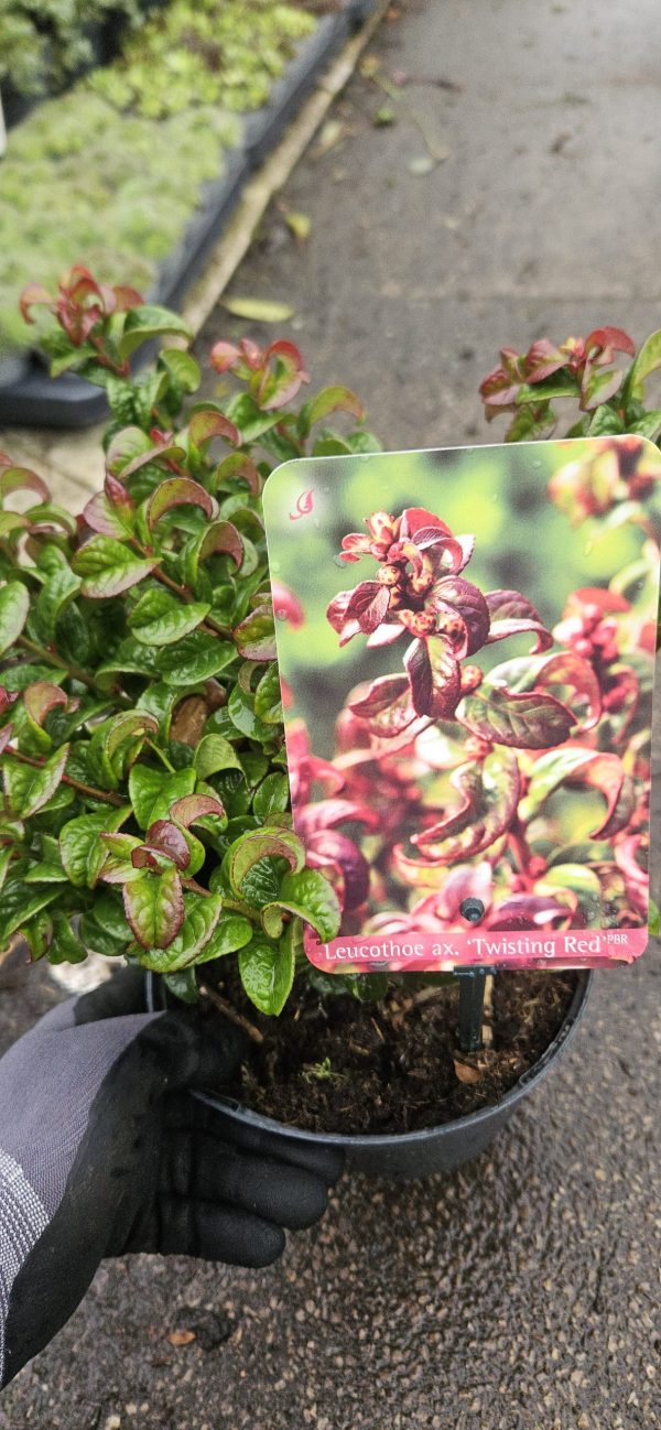 Leucothoe axillaris 'Twisting Red'
