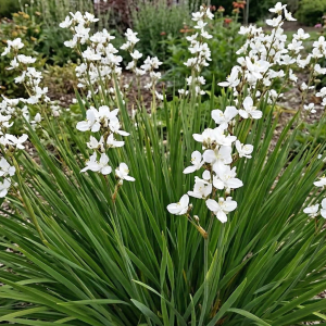 Libertia grandiflora