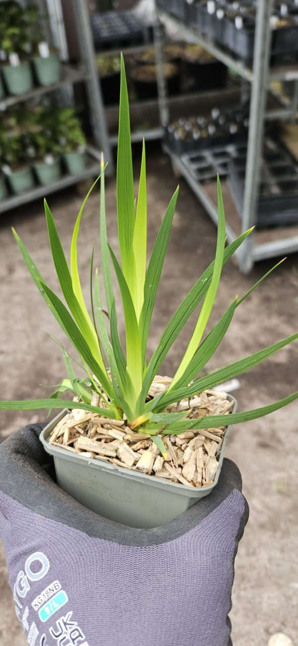 Libertia grandiflora