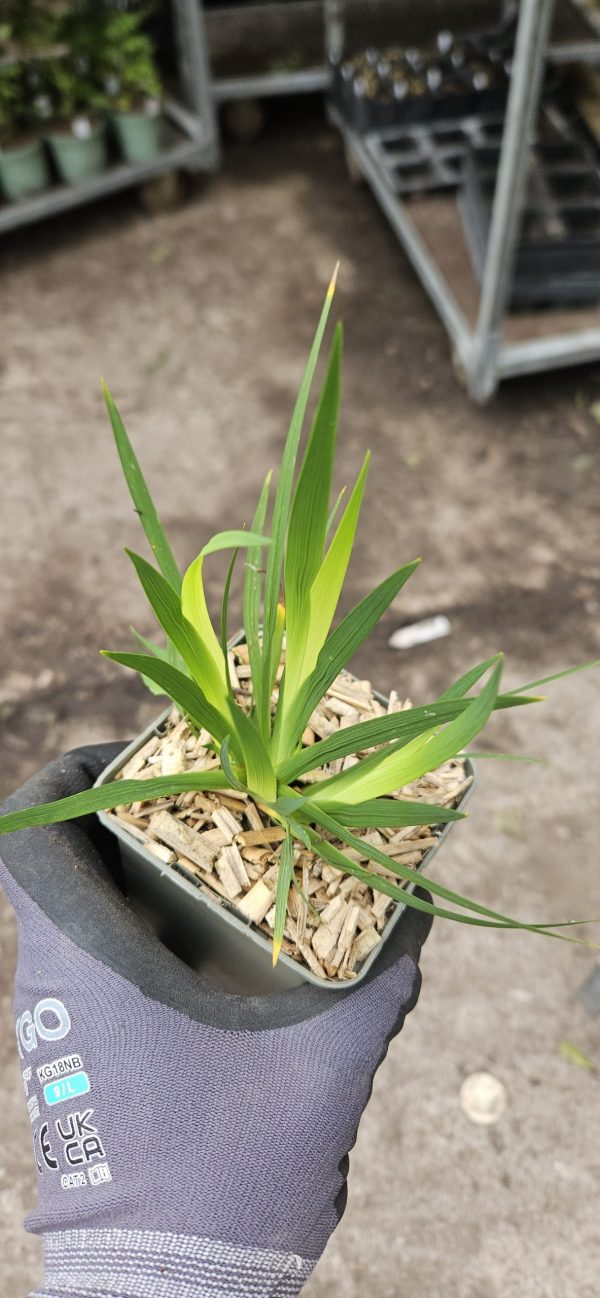 Libertia grandiflora