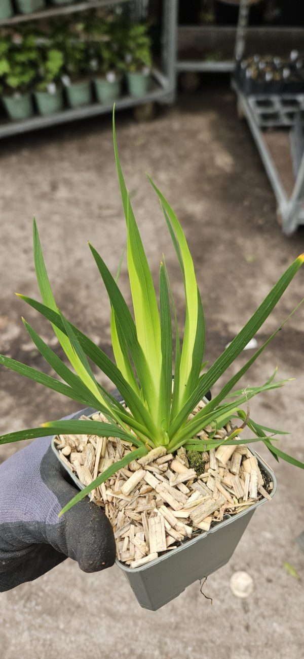 Libertia grandiflora