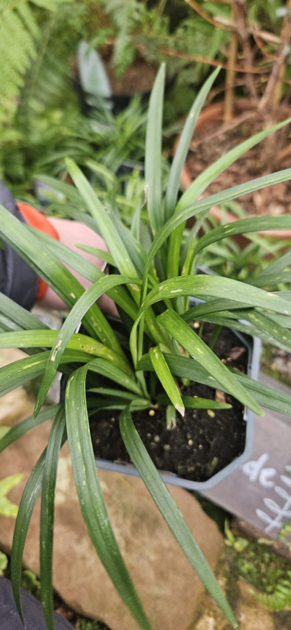 Liriope muscari 'Moneymaker' Liriope muscari 'Moneymaker'