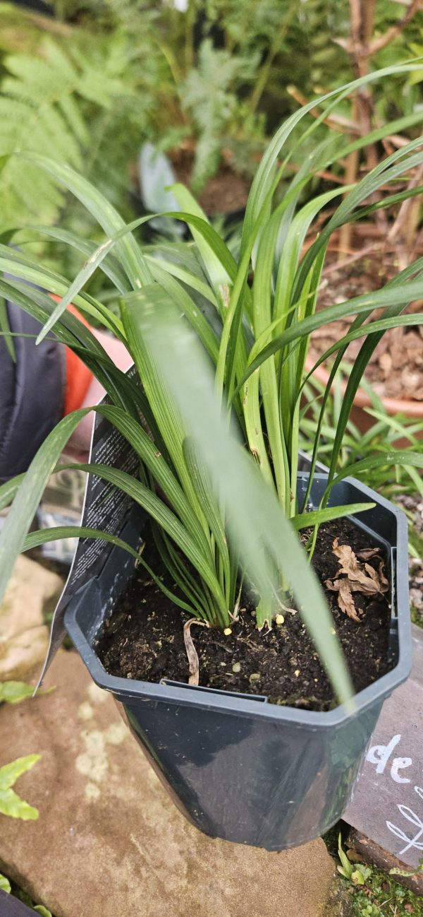Liriope muscari 'Moneymaker'2 Liriope muscari 'Moneymaker'