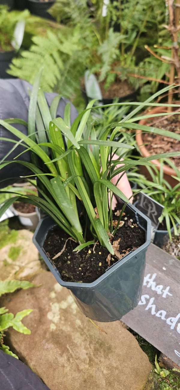 Liriope muscari 'Moneymaker'3 Liriope muscari 'Moneymaker'