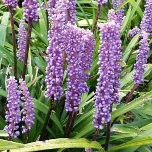 Liriope muscari 'Moneymaker'