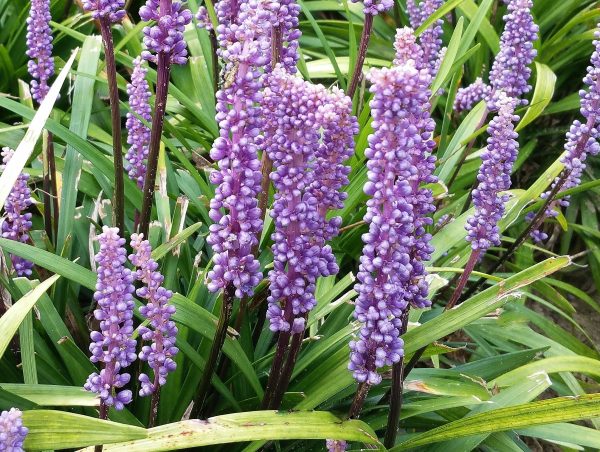 Liriope muscari 'Moneymaker'4 Liriope muscari 'Moneymaker'