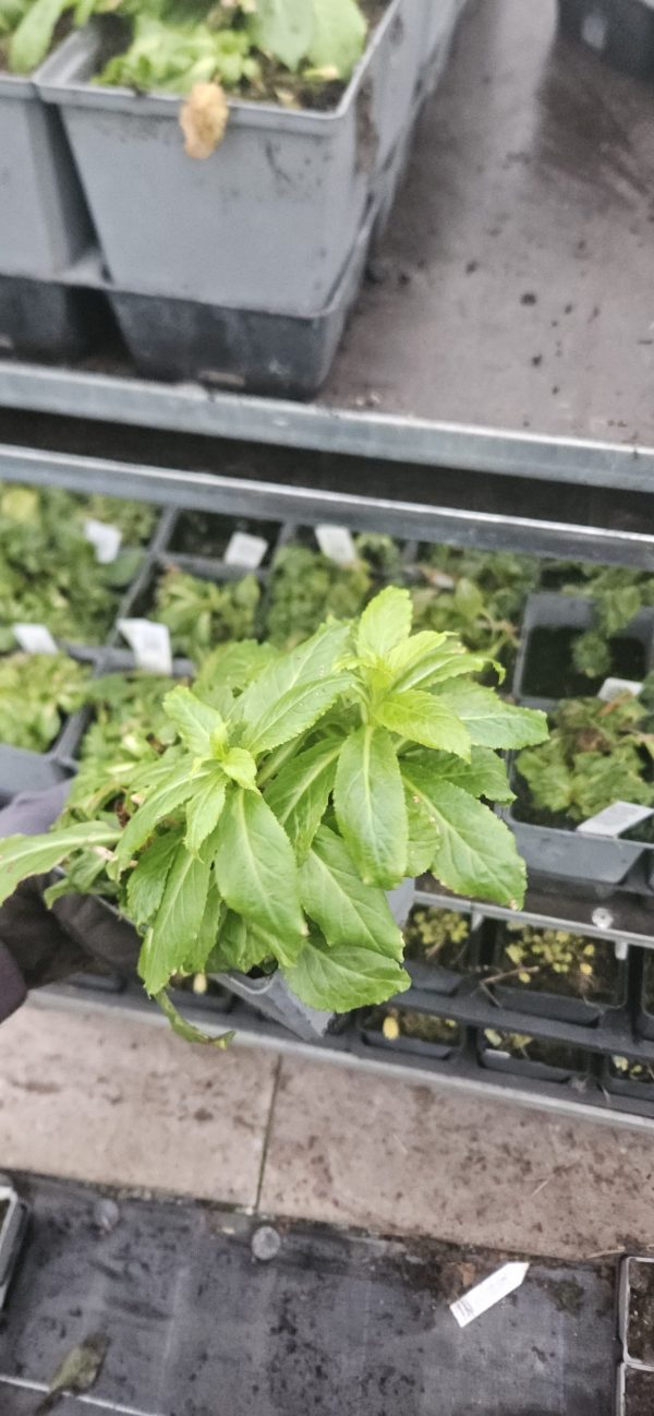 Lobelia x speciosa 'Compton Pink' Lobelia x speciosa 'Compton Pink'