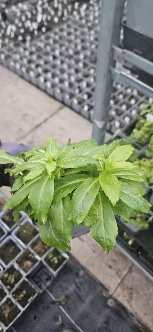 Lobelia x speciosa 'Compton Pink'2 Lobelia x speciosa 'Compton Pink'