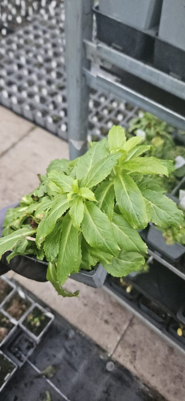 Lobelia x speciosa 'Compton Pink'3 Lobelia x speciosa 'Compton Pink'