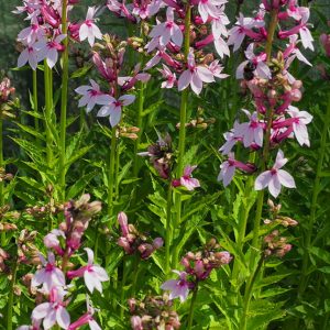 Lobelia x speciosa 'Compton Pink'