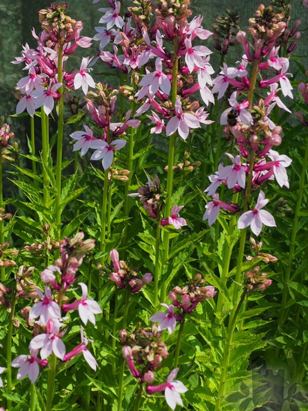 OLYMPUS DIGITAL CAMERA Lobelia x speciosa 'Compton Pink'