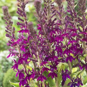 Lobelia x speciosa 'Hadspen Purple'