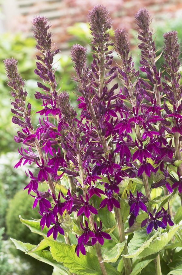 Lobelia x speciosa 'Hadspen Purple'