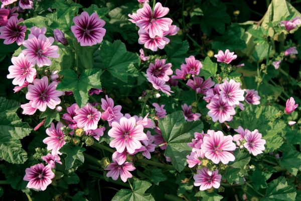 Malva sylvestris var.mauritiana 'Zebrina'