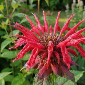 Monarda 'Panorama Red Shades'