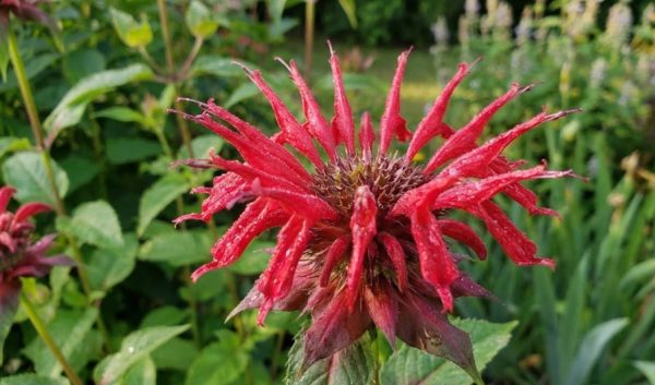 Monarda 'Panorama Red Shades' Monarda 'Panorama Red Shades'